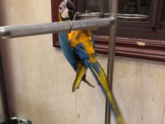 -观桥阁(锦溪店)