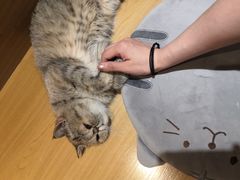 -滚猫咖啡·猫咖·猫友好撸猫(未来城店)