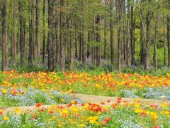 -上海共青森林公园
