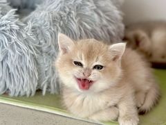-糯米喵星人总部直营旗舰店·猫舍·幼猫出售