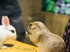 -藦茜花园宠物主题亲子互动体验馆(国顺东路店)