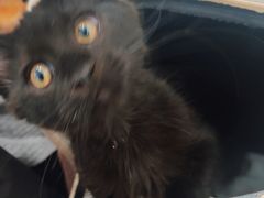 -纳吉亚猫专科动物诊疗中心(蒋宅口分院)