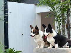 -自由生长植物工作室(深港花卉中心店)