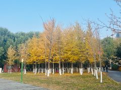 -长白岛森林公园