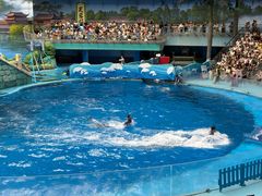 -海合安成都极地海洋公园