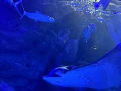 -江和美海洋公园