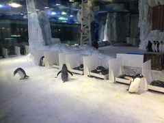 -芜湖新华联大白鲸海洋公园