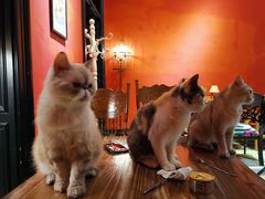 -猫色咖啡·猫咖