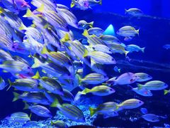 -海合安武汉极地海洋公园