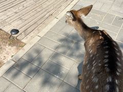 -北京鹿世界主题园