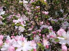 -亮马河饭店翠雅咖啡厅