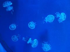 -福州罗源湾海洋世界旅游区