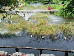 -同銮特种养殖场·龙虾垂钓