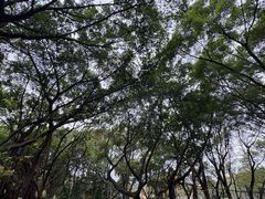 -王借岗森林公园