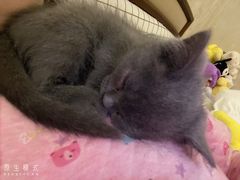 -四月宠物医院·猫专科·心脏专科·内科(转塘店)