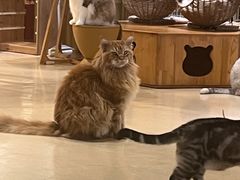 -藏猫猫咖啡主题馆(中央大道店)