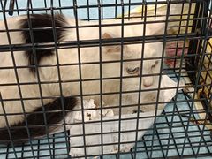 -萌兽医馆·犬猫专科·眼科中心·宠物医院(朝阳门分院)