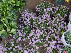 -桂林市花鸟市场