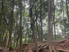 -上海佘山国家森林公园西佘山园