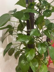 点击看大图 -舒欣头疗·俏丝谧语 白发脱发专业护理