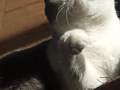 -东方名猫馆·英短金渐层布偶猫舍(环线广场1号楼店)