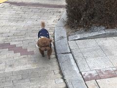 -瑞派宠物医院·中兽医专科(中央商城分院)