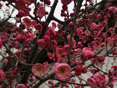 -林屋梅海青梅保护基地