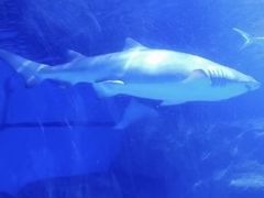 -海合安武汉极地海洋公园