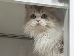 -十月米努特矮脚猫舍