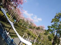 -东部华侨城