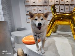 -柴务处·柴犬主题狗咖