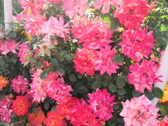 -名花谷生态庄园