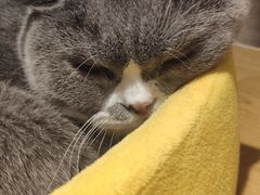 -滚猫咖啡·猫咖·猫友好撸猫(未来城店)