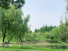 -贡湖湾湿地公园