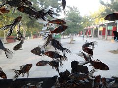 -石家庄市动物园