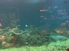 -海棠湾洲际-涛·海底餐厅·美人鱼·自助餐·海底隧道