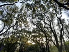 -上海共青森林公园