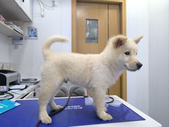 -博特宠物医院24h犬猫全科.骨科·异宠