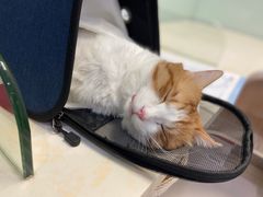 -纳吉亚猫专科动物医院博雅分院