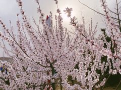 -永定河休闲森林公园