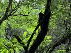 -西岭雪山大飞水景区