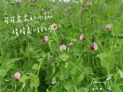 -八卦田遗址公园