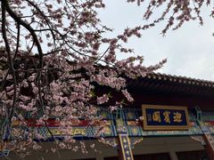 -桃花堤公园