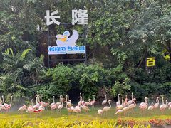 -广州长隆飞鸟乐园