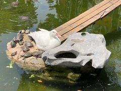 -龙华素斋(龙华路店)