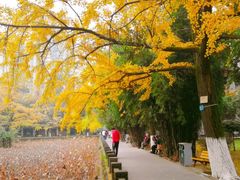 -四川大学(华西校区)