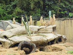 -广州动物园