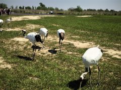 -盐城丹顶鹤湿地生态旅游区