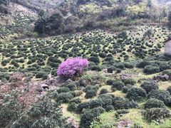 -东白山