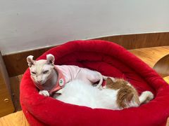 -有猫主题·治愈系猫咖(曾厝垵店)